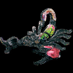 4D Master. Объемная анатомическая модель Скорпион (26113)