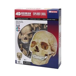 4D Master. Объемная анатомическая модель 4D Master Череп человека (FM-626111)