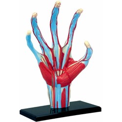 Объемная модель 4D Master Рука человека (4894793260095)
