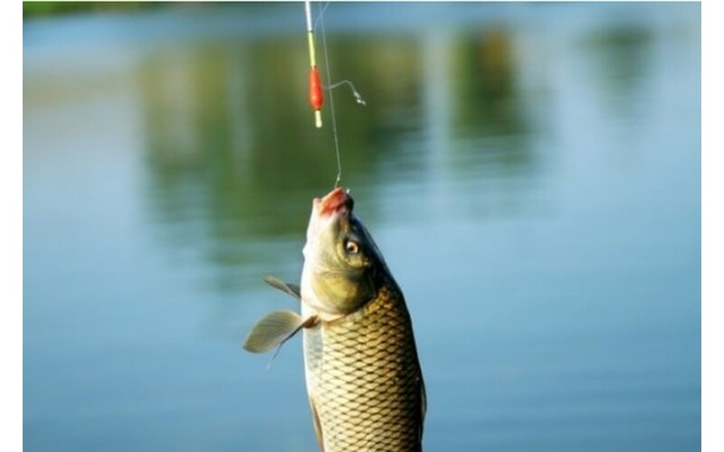 7 перевірених наживок для риболовлі: де дістати та як використовувати